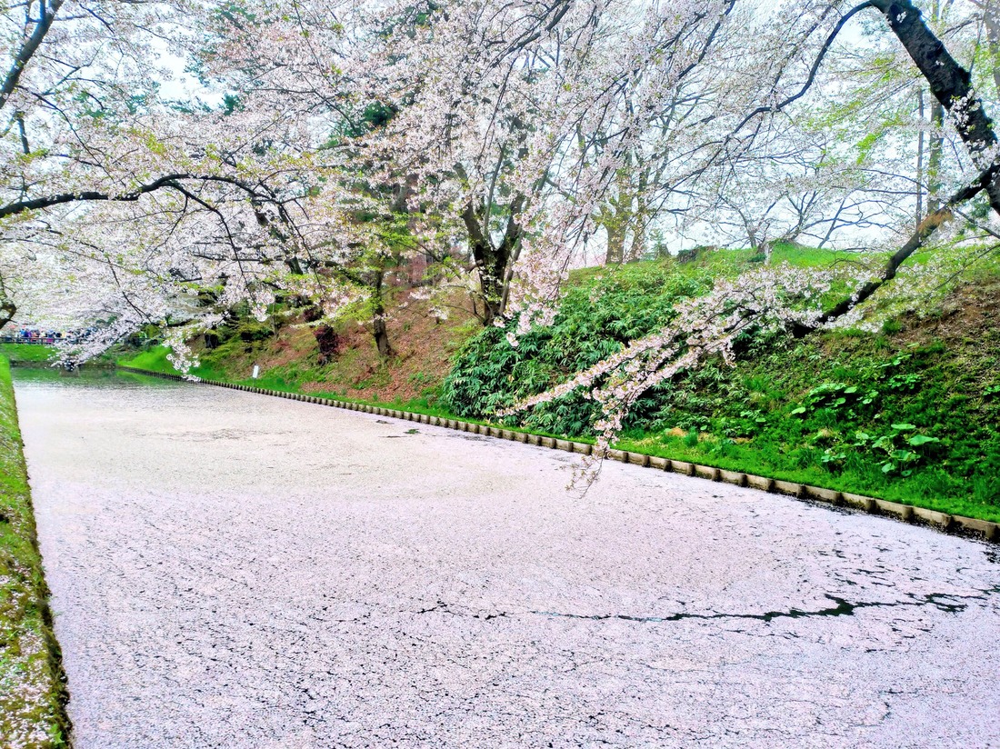 弘前城のお堀の花筏