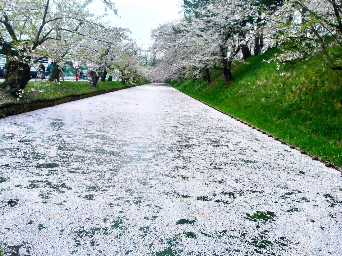 弘前城のお堀の花筏