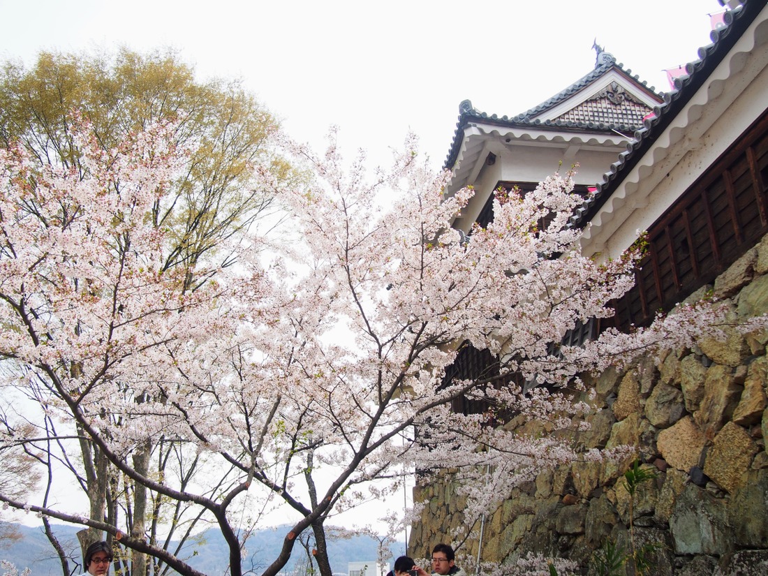 上田城と桜