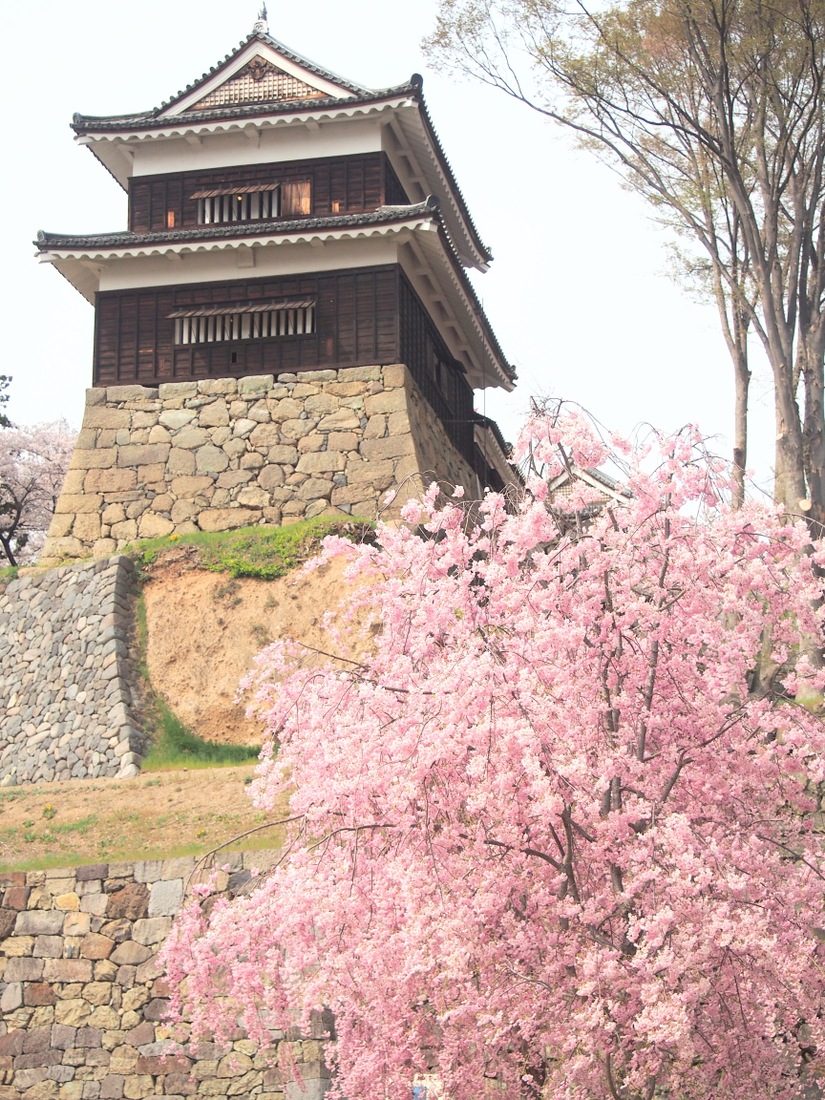 桜の名所である上田城