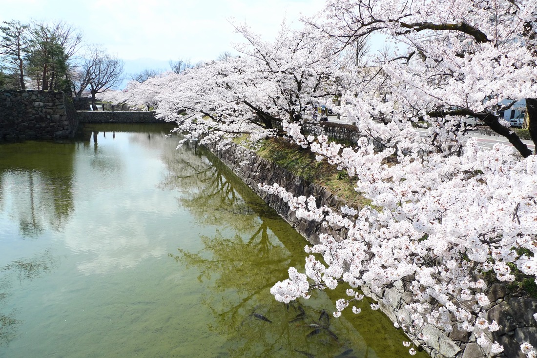 松本城の堀の桜