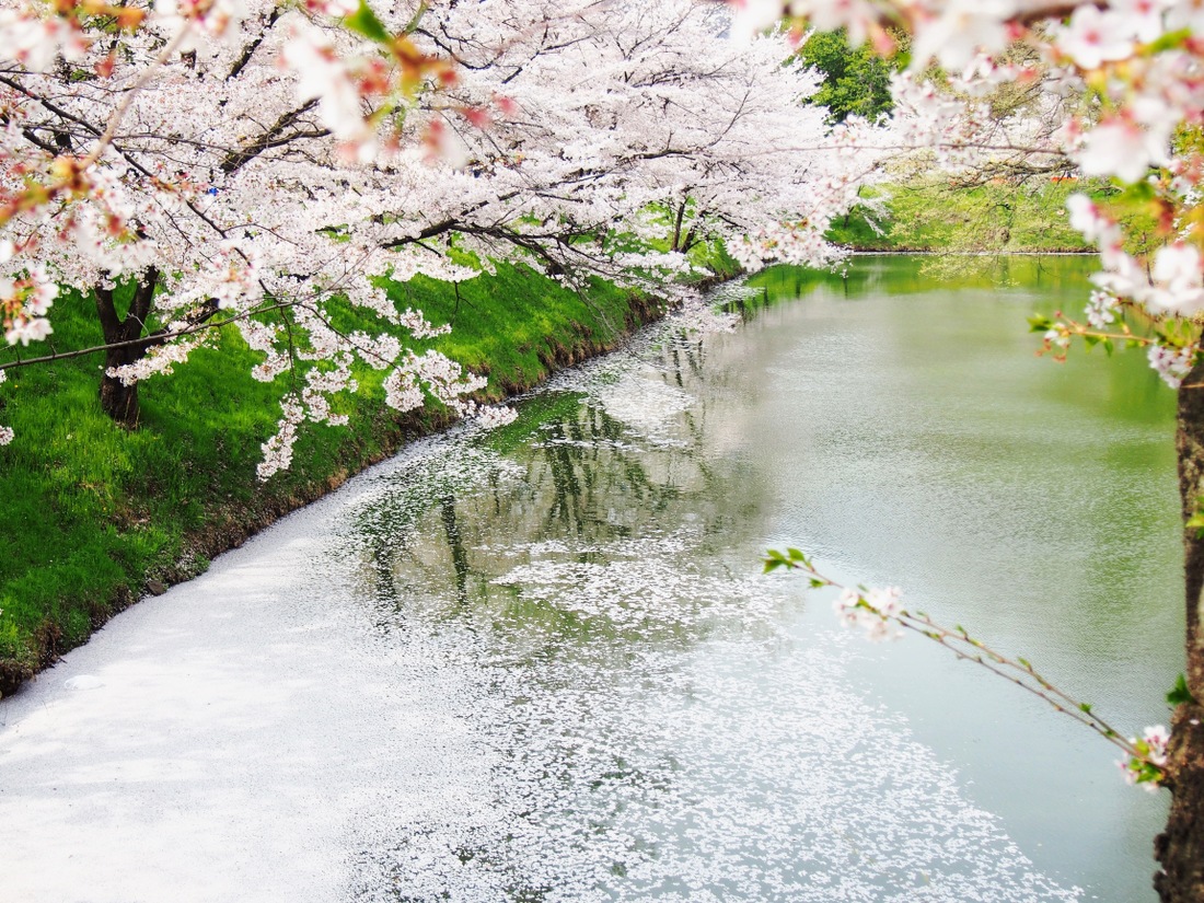 上田城の堀と桜
