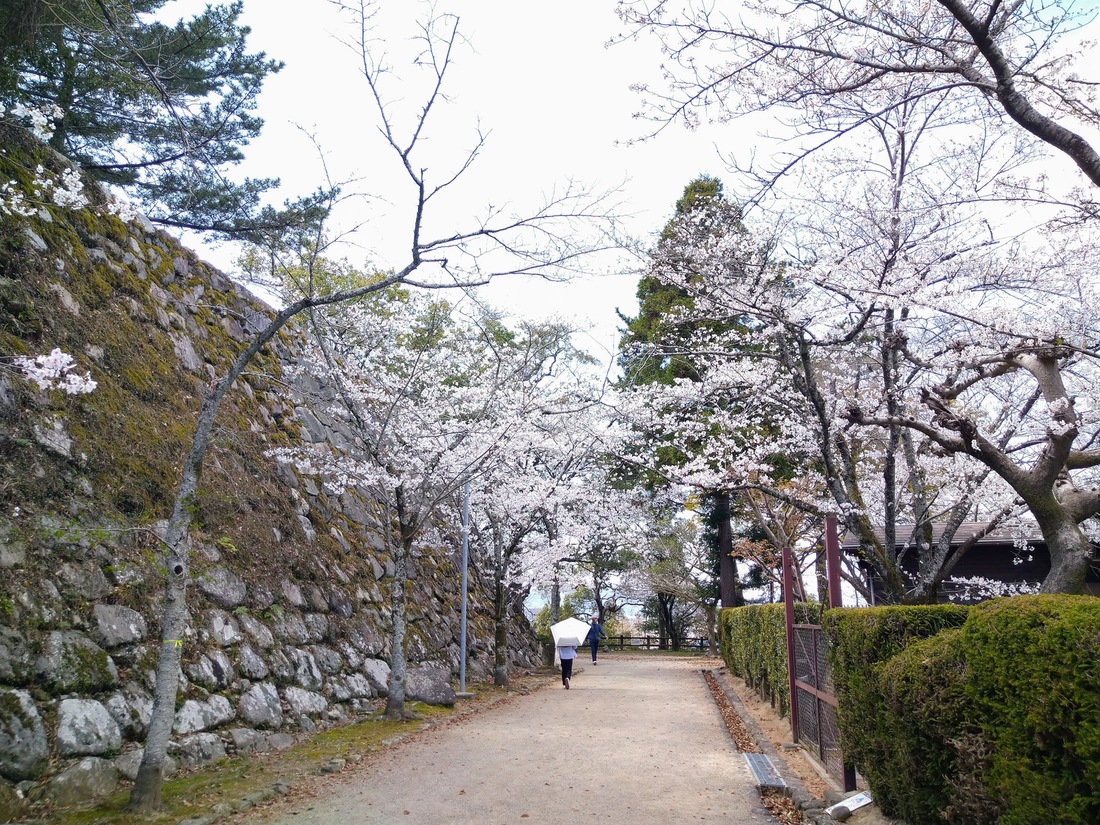 桜の名所である松坂城