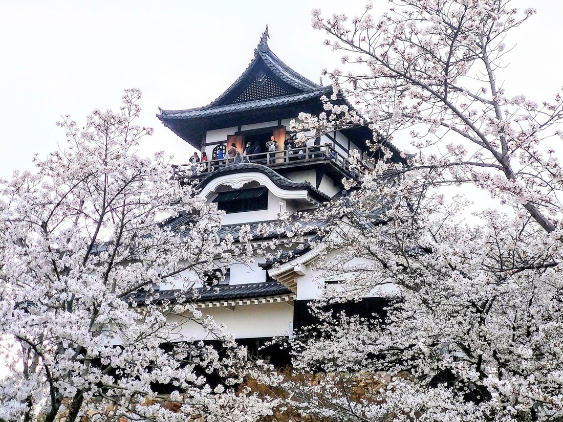 犬山城の天守と桜