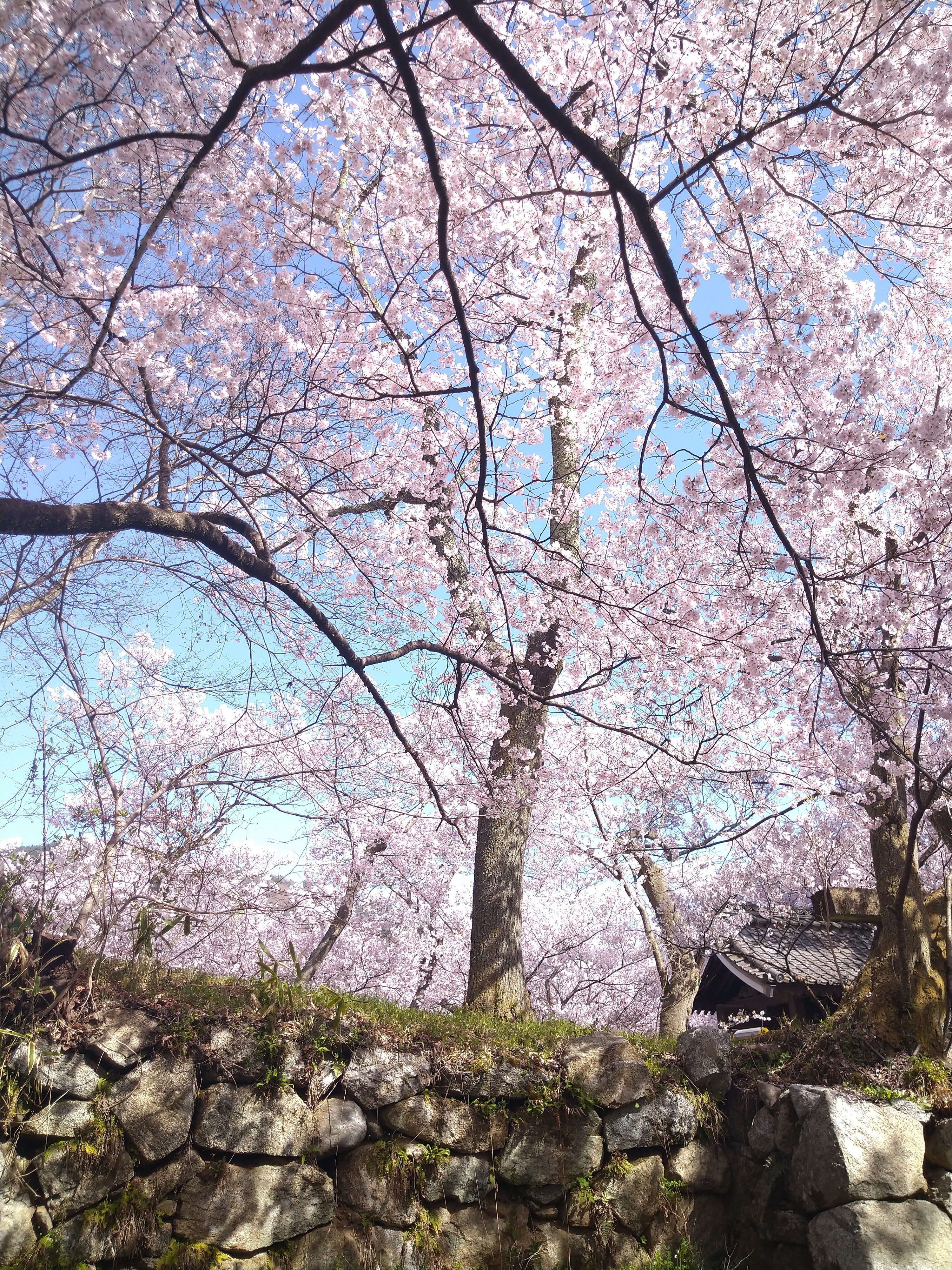 高遠城の満開の桜