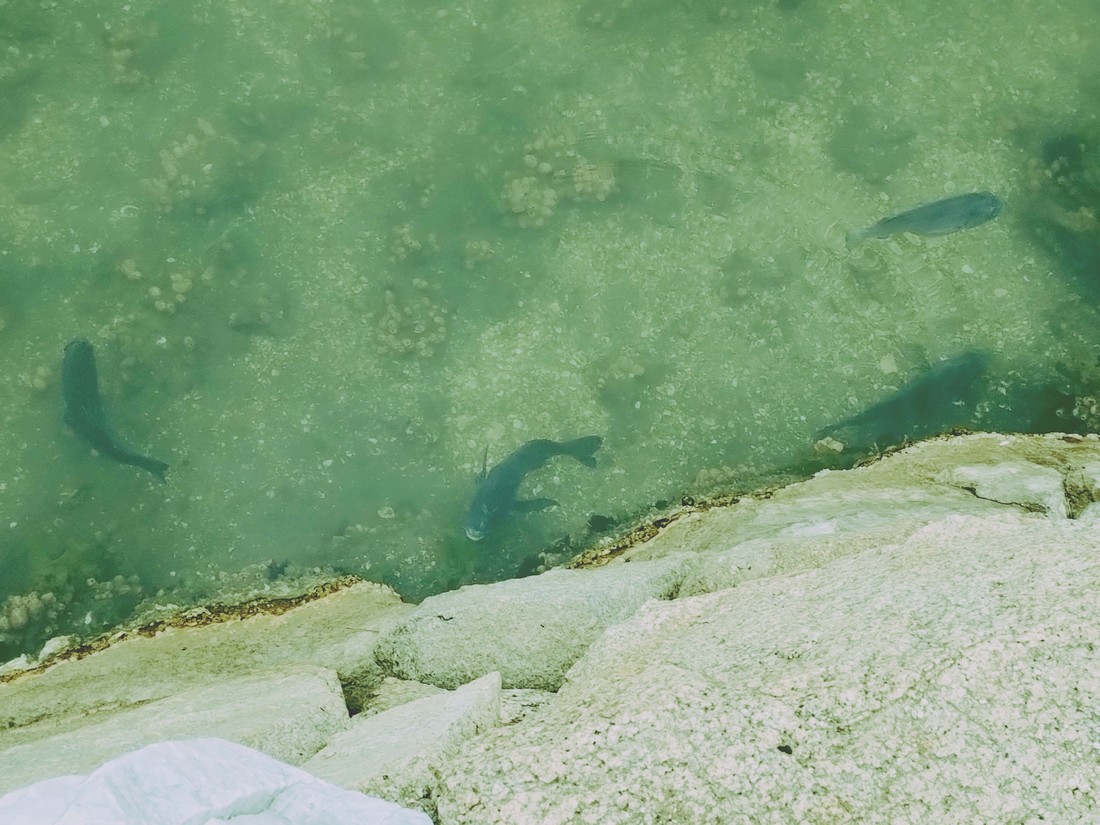 今治城のお堀に棲む魚